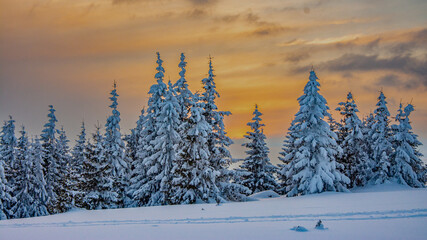 Naklejka premium Winter sunset sunrays through old fir trees