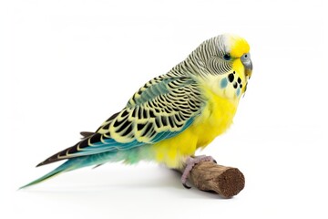 cute and happy parakeet
