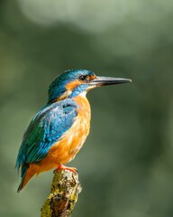 blue and orange bird sitting on a branch of a tree