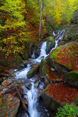 Autumn colors. Colorful image of tree leaves in autumn