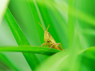 ススキの葉で休むバッタ