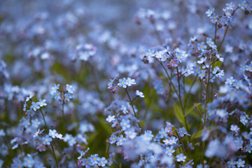 Natural background with blue-violet forget-me-not flowers, blur, selective focus, natural background.