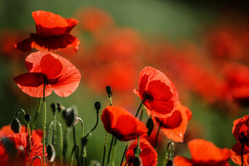 Close-up of red poppy flowers in summer.