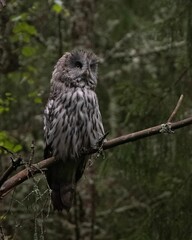 Beautiful barn owl perched on a branch surrounded by a lush forest landscape