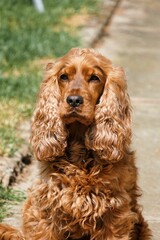 Closeup of a English Cocker Spaniel with a blurry background