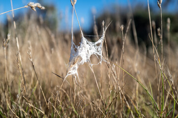 Web In Reeds