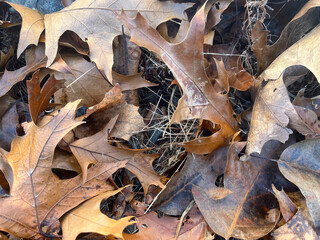 Closeup of pile of fallen leaves in dry grass