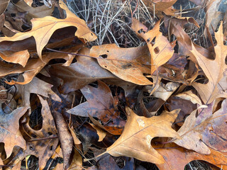 Closeup of pile of fallen leaves in dry grass