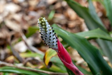 Inflorescence of Aechmea bromeliifolia