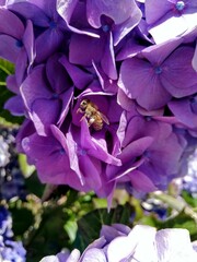 bee on a hidrangea