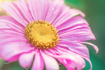Fototapeta premium Pink and yellow aster flower on green blurred background. Macro photo of a flower.