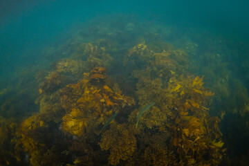 Fototapeta na wymiar Small green fish in the patch of kelp seaweed.