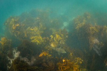 View of kelp seaweed on the ocean floor.