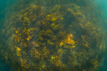 Fototapeta na wymiar View of kelp seaweed on the ocean floor.