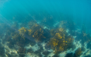 Fototapeta na wymiar Kelp seaweed view on the ocean floor.