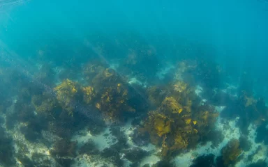 Foto op Aluminium Kelp seaweed view on the ocean floor. © AlexandraDaryl