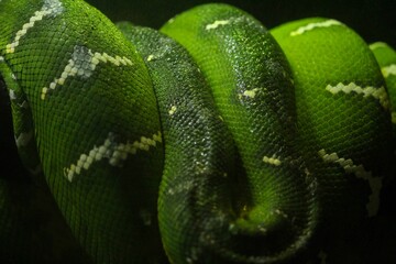 Closeup shot of details on an emerald tree boa