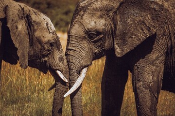 African bush elephants standing in a grassy area in Masai Mara, Kenya - obrazy, fototapety, plakaty