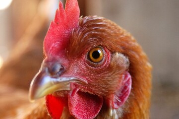 Closeup shot of details on a brown red rooster face