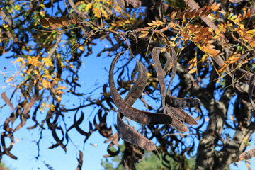 Corkscrew shaped brown seed pods in a crown of Honey locust tree also known as Gleditsia...