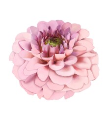 pink marshmallow dahlia, flower in the shape of a marshmallow, inflorescence as a sphere, only one flower on a white background isolated