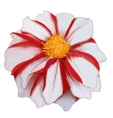 white red dahlia, a flower with a cupped center, only one flower on a white background isolated