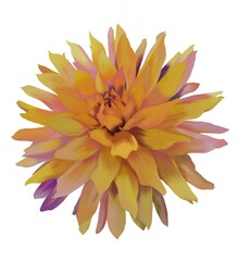 yellow dahlia, flower with different shades, only one bud on white background isolated