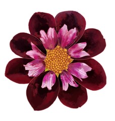burgundy pink dahlia, flower with yellow center, only one flower on white background isolated