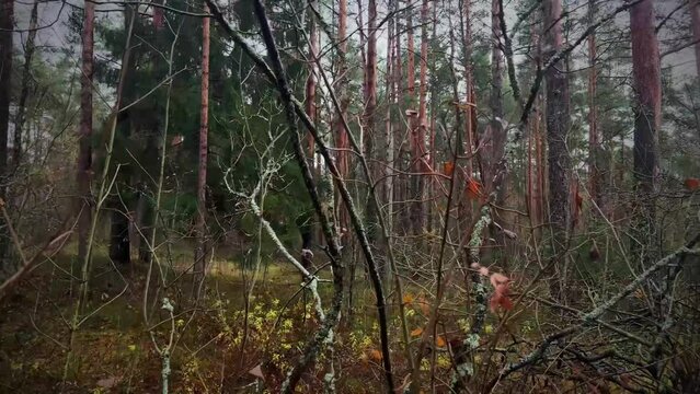 Moody autumn forest background. Bare twigs on fall trees in mysterious dense woods. November walk. POV walking in woodland. Film grain pixel texture. Soft focus. Live camera. Blur