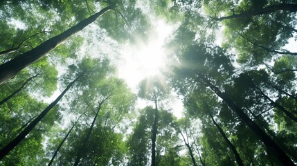 Obraz premium View from below on a beautiful forest