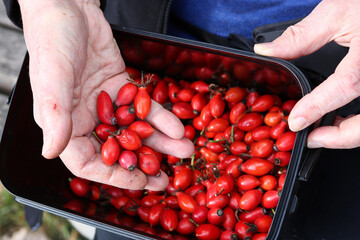 Collecting rose hips to dry for the winter, the hands of an elderly woman scoop the collected fruits into the palm of their hand
