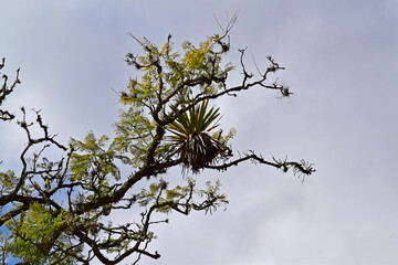 Bromeliad on tree branch in Petropolis, Rio de Janeiro, Brazil