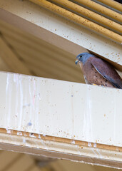 Kestrel (Falco tinnunculus) Spotted Above Dublin