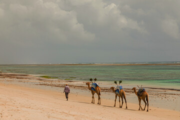 African driver leads his camels along ocean shore