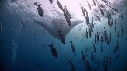 A Giant Manta Ray somersaults as it feeds in open blue water	 - obrazy, fototapety, plakaty