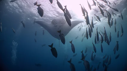 Foto op Plexiglas A Giant Manta Ray somersaults as it feeds in open blue water  © Lightning Strike Pro