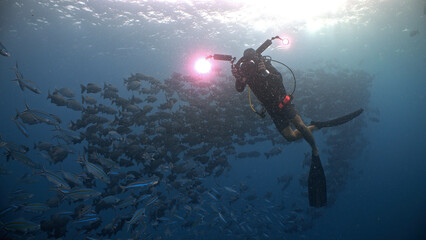 A SCUBA Diver with an underwater camera films a huge school of fish and Manta Ray turning towards...