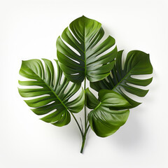 Monstera leaves, plant motif, decoration. Big leaves with holes.