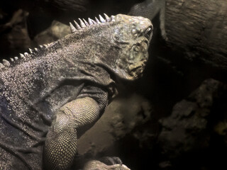 primo piano di una iguana 914