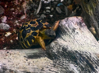 Tartaruga su una roccia 917