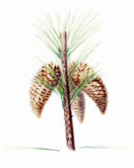 Pine cone fruits: Botanical illustration inspired by a vintage style