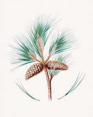 Pine cone fruits: Botanical illustration inspired by a vintage style