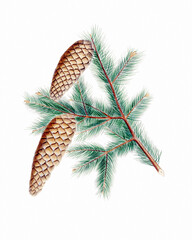 Pine cone fruits: Botanical illustration inspired by a vintage style - obrazy, fototapety, plakaty