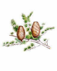 Pine cone fruits: Botanical illustration inspired by a vintage style