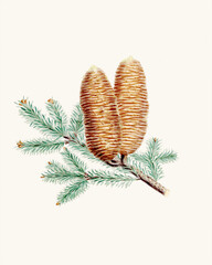 Pine cone fruits: Botanical illustration inspired by a vintage style