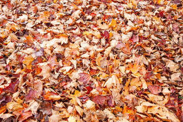 Yellow and red dry autumn leaves' carpet background