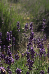Naklejka premium field of lavender