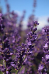 Fototapeta premium lavender flowers in region