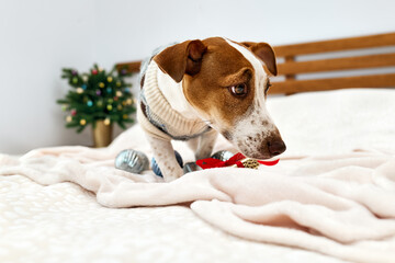 Funny Jack Russell Terrier wearing festive sweater, sniffs christmas gift in decorated Christmas room. Pets in xmas and new year. Wintertime mood.