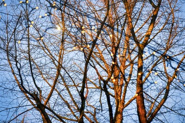 robe lights are hang above a street between the tree branches